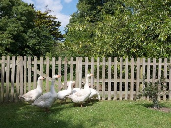 Our flock of Geese & Goslings