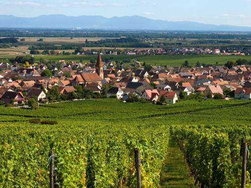 Vignoble