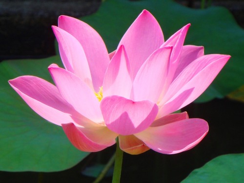 Lotus Flower in Villa Coy Pond
