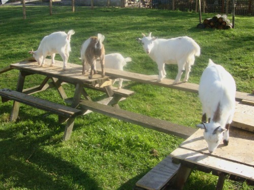 our own pygmy goats