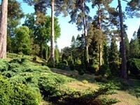 Bedgebury Forest
