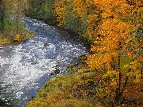 Fall Salmon river view