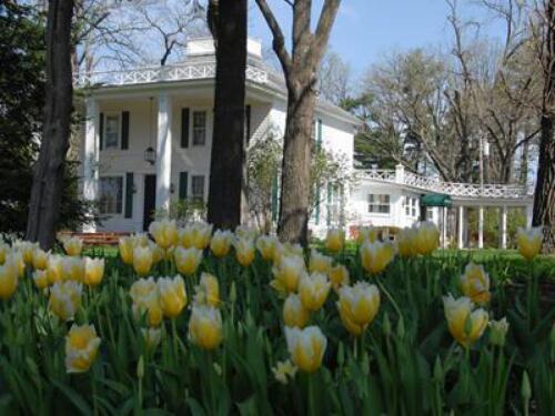 Mid May is tulip time at the inn.  Before the giant oaks bloom we have lots of sun, so we take advantage with tulip and daffodil beds thru the 3 acre property.