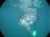 Activity - Getting close to Mola Mola (sunfish)