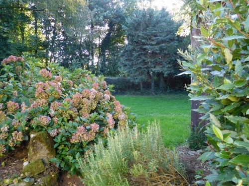 Part of the front garden