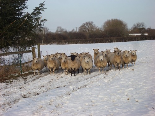 Sheep in the snow!