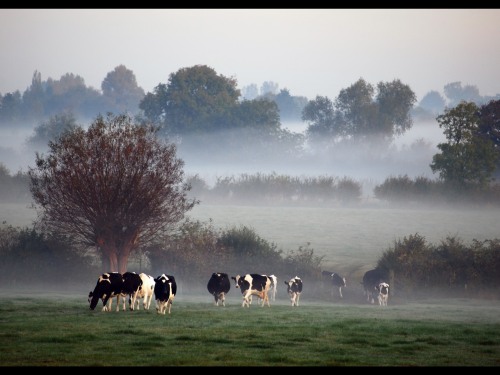 Cows grazing behind the cottages