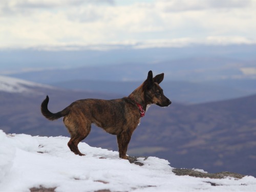 Mountain dog "Florrie" at the top of Ben Rinnes