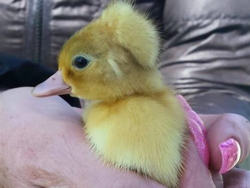 Duckling just hatched April 2015