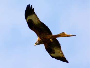 Our Red Kite flying over.