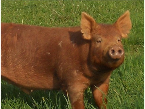Our Tamworth pigs are raised on pasture.