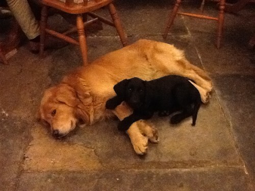 The pub dogs Finlay & Daughter Freya