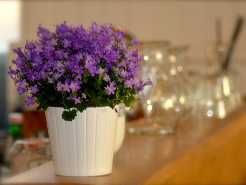 Flowers in the cafe