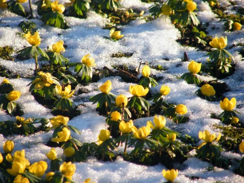 Aconites in the snow - Glebe House