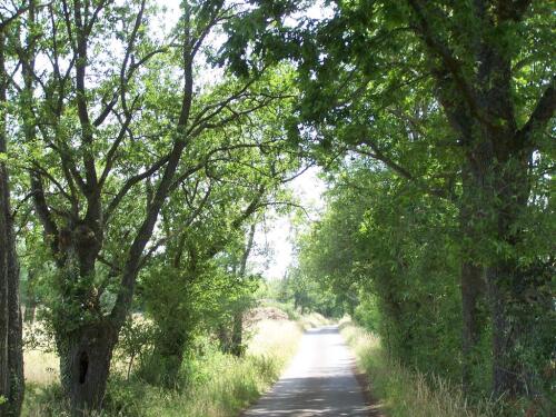 Chemin de randonnée à l'arrière du gîte