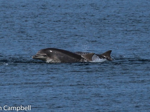 dolphins in Buckie harbour area taken by Graham , a guest , 26/5/2017