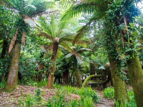 Primeval Forest at Kells Bay