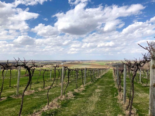 Early Spring at Galena Cellars Vineyard & Winery