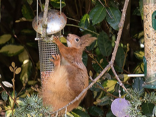 Red Squirrel... Fellow Breakfast Guest!