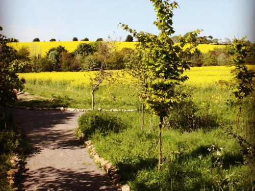 Path to the communal barbeque area