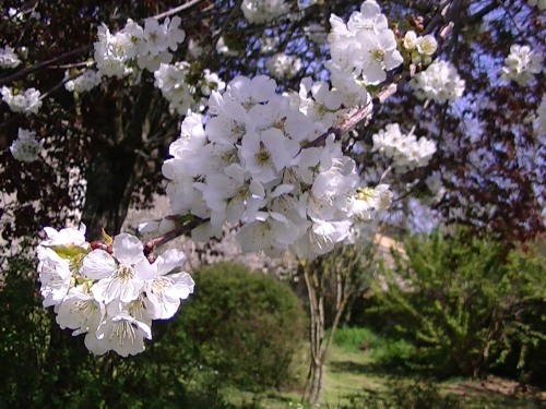 Cerisiers en fleurs dans le jardin