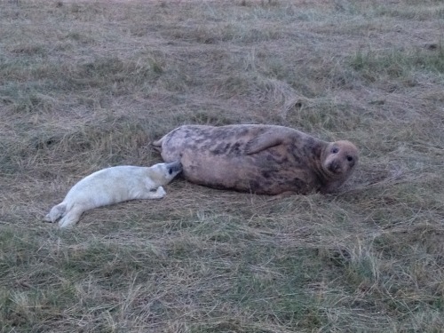 Don't miss the seal spectacle at Donna Nook!
