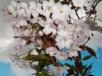Cherry Blossom in May