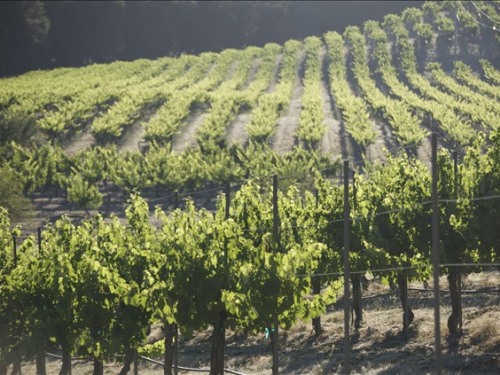 Merlot vineyard views.