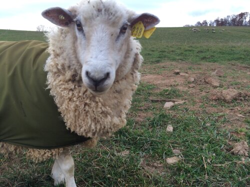 The Coopworth sheep wear blankets to keep their luscious fleece clean.