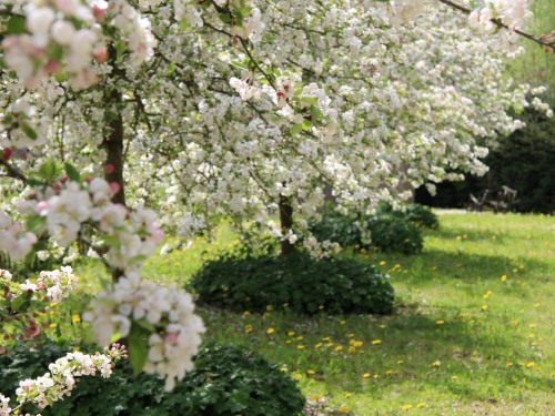 Le jardin