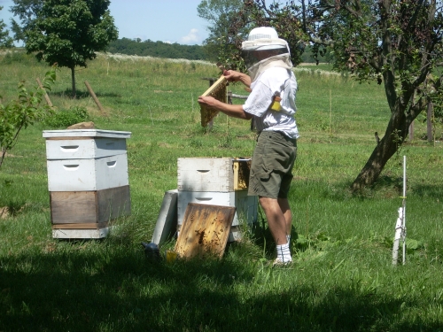 Dave is happy to talk beekeeping with our guests.