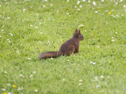 red squirrel playing in garden