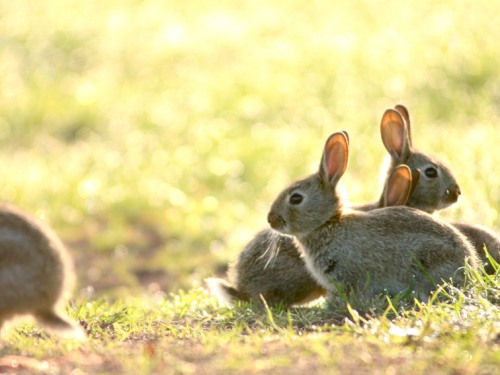 Baby rabbits on the farm