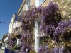 Wisteria House,
Lymington,
Hampshire