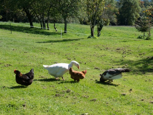 Les copines