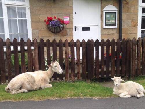 Visiting Sheep