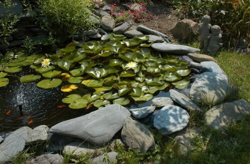 Water Pond/Garden