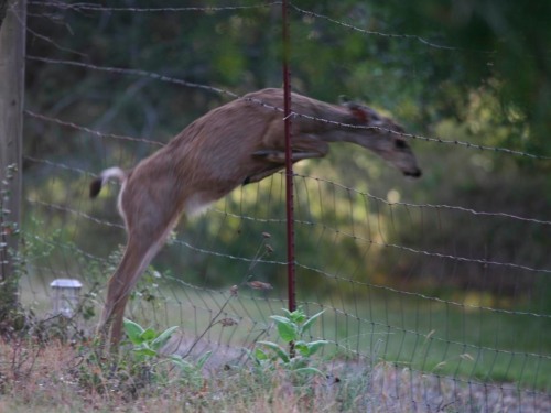 A Deer Jumping Through Fence