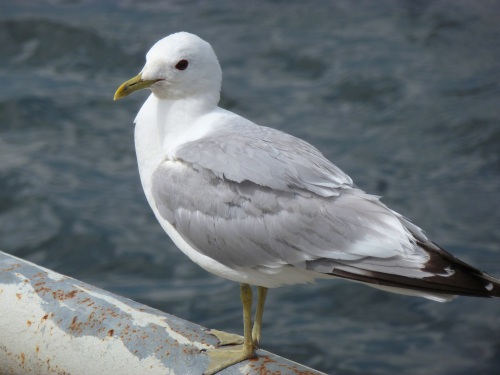 Möwe am Alten Hafen