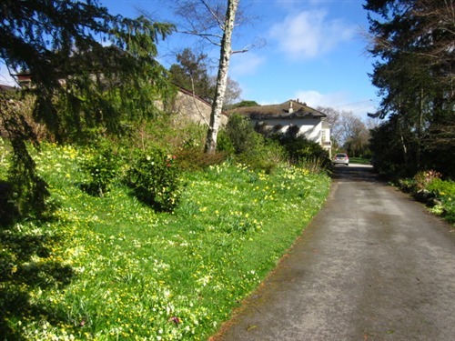 The carriage drive in Spring with carpets of primroses and daffodils