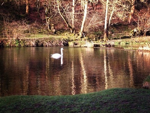 Swan in Lathkill Dale