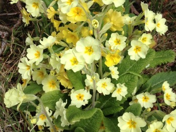 View From Property - lisnafillan Bed & Breakfast Spring Garden