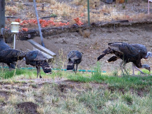 Wild Turkeys!