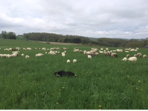 Sheep are the main enterprise on the farm, with border collies playing an essential role.