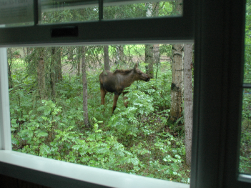 Visiting moose seen from the family room