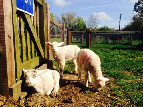 Baby Lambs on the farm!