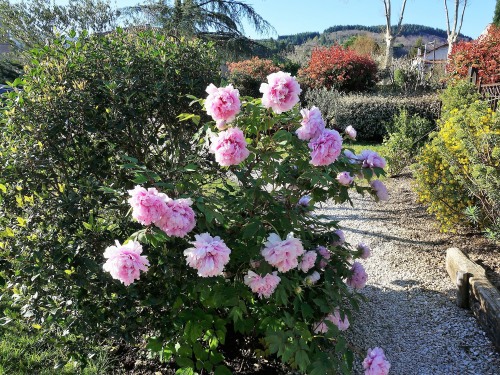 Pivoines du jardin