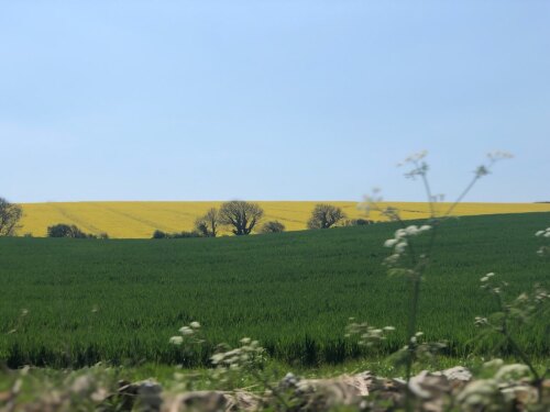 Local view of countryside near Sherborne.  This walk is less than 5 minutes drive away.