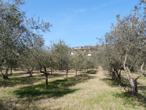 A view of Casale San Pietro from the olive groves