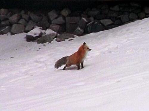 Roscoe Fox...  local wildlife